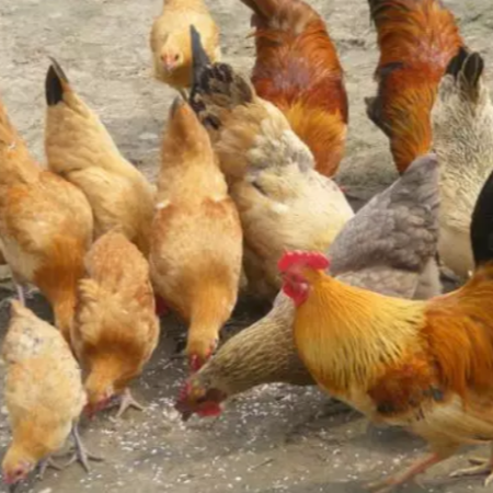 上海邦森速壯丁在土雜雞上的客戶反饋